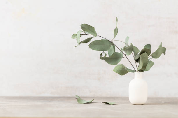 istock Green eucalyptus leaves in vase. Front view. Place for text, copy space, mockup. 1433585449
