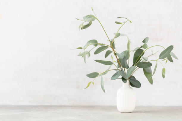 istock Green eucalyptus leaves in vase. Front view. Place for text, copy space, mockup. 1433585454