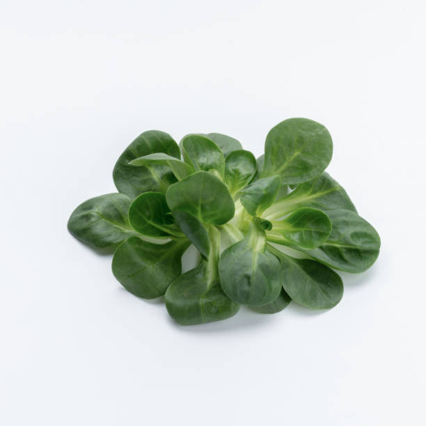 istock Corn Salad Leaves isolated on white background. 1433585603