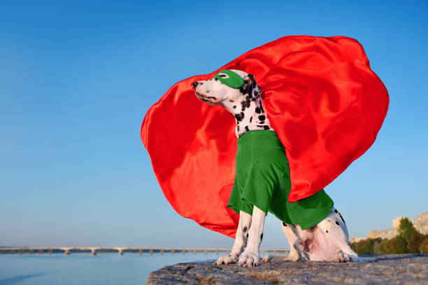 istock Sitting dalmatian dog wearing superhero costume 1433587314