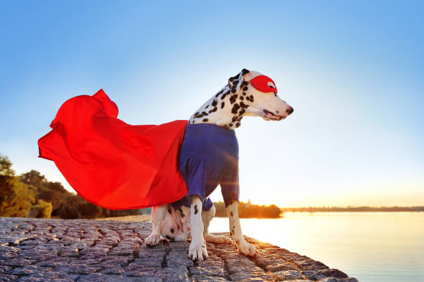 istock Superhero dog looking to the river from the hill 1433587318