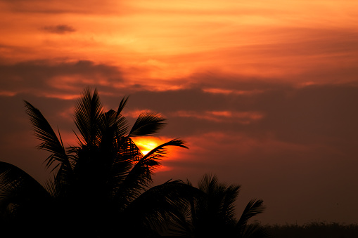 Beautiful Sunrise with silhouettes of palm leaves.