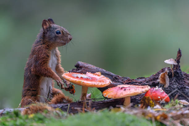 istock Red Squirrel (Sciurus vulgaris) in an autumn forest. 1433594762
