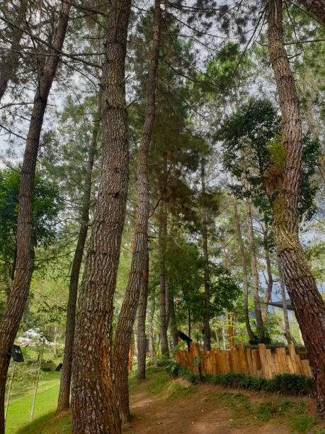 istock Woodland against blue sky 1433595493