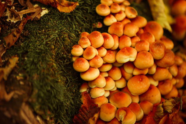 poisoned mushrooms growing in fall forest near at the roots of trees