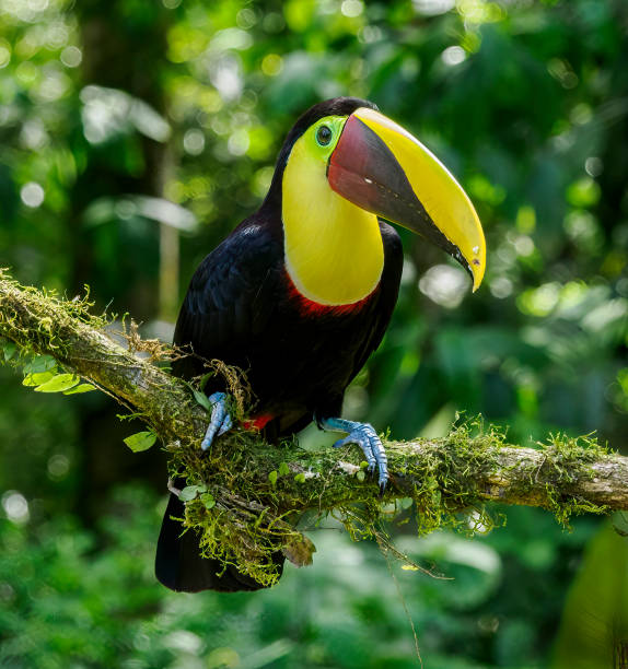 istock Birds of Costa Rica 1433595885