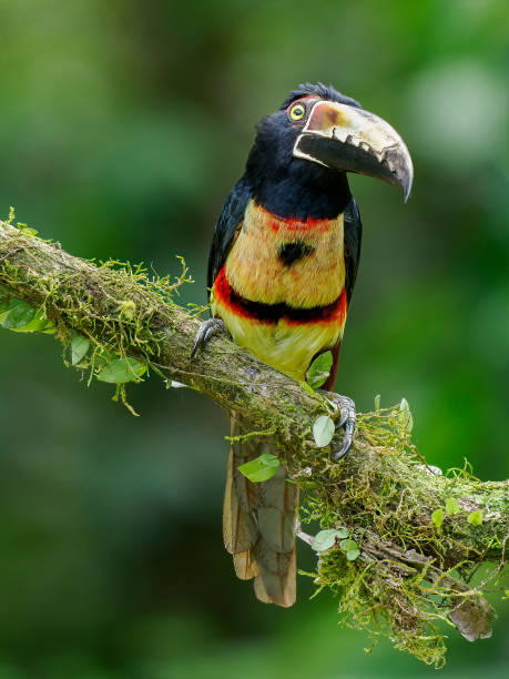 istock Birds of Costa Rica 1433595892