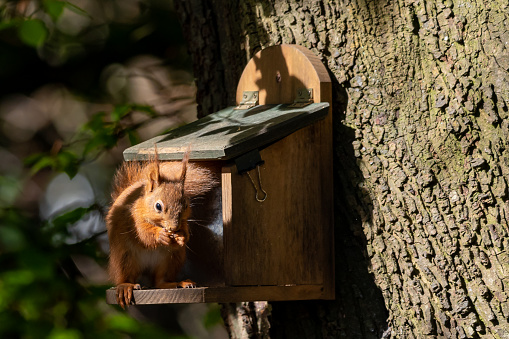 Red squirrel, sciurus vulgaris, feeding from a squirrel feeder, Isle of Wight, Hampshire, UK
