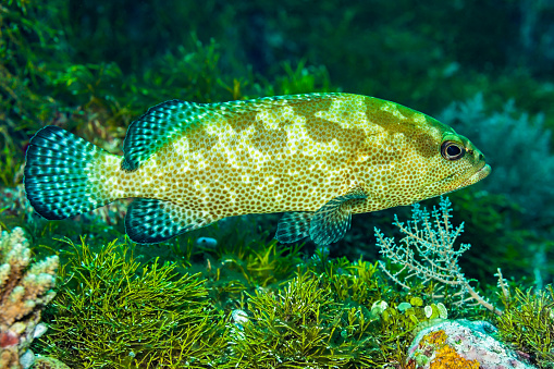 Camouflage Grouper Epinephelus polyphekadion occurs in the tropical Indo-West Pacific from the Red Sea and the east coast of Africa to French Polynesia. In the Western Pacific it ranges from southern Japan to southern Queensland and Lord Howe Island, in a depth range from 1-46m, max. length 90cm. The species is often confused with Epinephelus fuscoguttatus. Palau 7°7'43.90 N 134°13'34.61 E at 12m depth