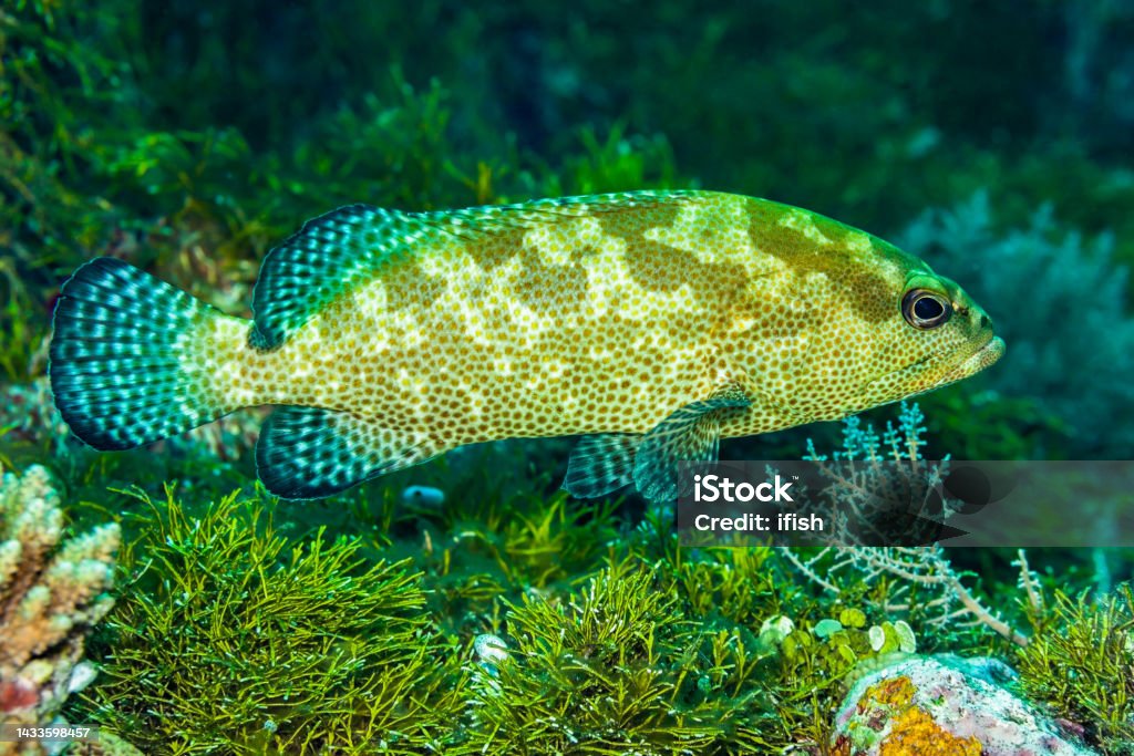 Spotted Beauty, Camouflage Grouper Epinephelus polyphekadion, Palau, Micronesia Camouflage Grouper Epinephelus polyphekadion occurs in the tropical Indo-West Pacific from the Red Sea and the east coast of Africa to French Polynesia. In the Western Pacific it ranges from southern Japan to southern Queensland and Lord Howe Island, in a depth range from 1-46m, max. length 90cm. The species is often confused with Epinephelus fuscoguttatus. Palau 7°7'43.90 N 134°13'34.61 E at 12m depth Algae Stock Photo