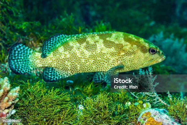 Spotted Beauty Camouflage Grouper Epinephelus Polyphekadion Palau Micronesia Stock Photo - Download Image Now