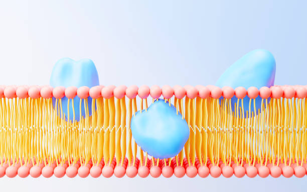 istock 3d render cell membrane Phospholipid Bilayer. Layers of molecules. Gene expression. nucleotide database. Fluid mosaic model for education. Human gene. Plasma membrane structures. 1433598472