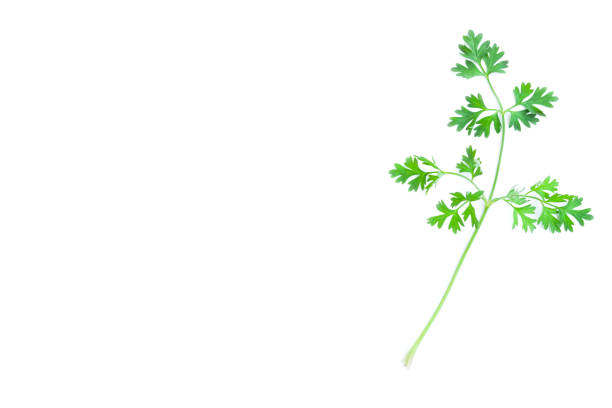 Leaf of Coriander or Cilantro vegetables leaf on white background, Organic vegetables, Herbal plant, Food ingredient