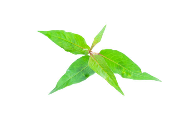 istock Vietnamese mint or Vietnamese cilantro Persicaria odorata vegetables on white background, Organic vegetables, Herbal plant, Food ingredient 1433601149