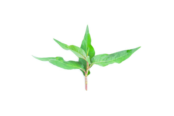 istock Vietnamese mint or Vietnamese cilantro Persicaria odorata vegetables on white background, Organic vegetables, Herbal plant, Food ingredient 1433601167