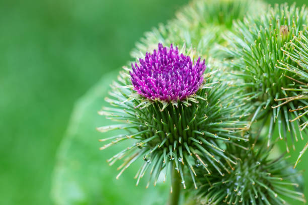 istock Greater burdock or edible burdock flowers, Arctium lappa 1433601980