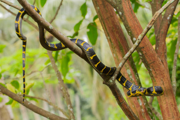 istock Boiga dendrophila, commonly called the mangrove snake or gold-ringed cat snake 1433604604