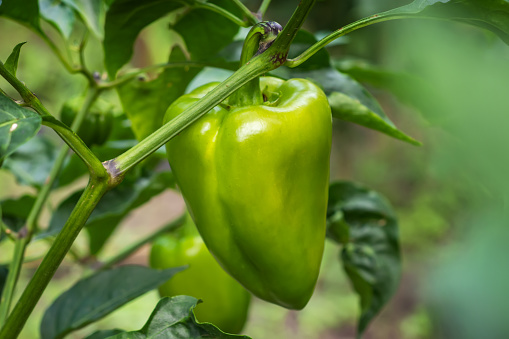 Green bell peppers in the garden release toxins.