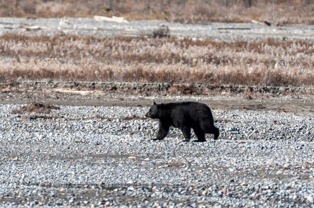 istock wildlife black bear icefields parkway, rocky mountains 1433604753