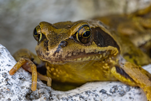 common frog or grass frog (Rana temporaria), also known as the European common frog, European common brown frog, European grass frog, European Holarctic true frog, or European pond frog