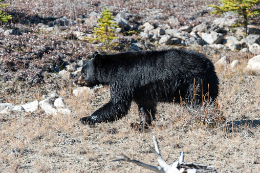 zwarte beer loopt langs een rivier in de rocky mountains, icefield parkway, jasper nationaal park, banf nationaal park, canada