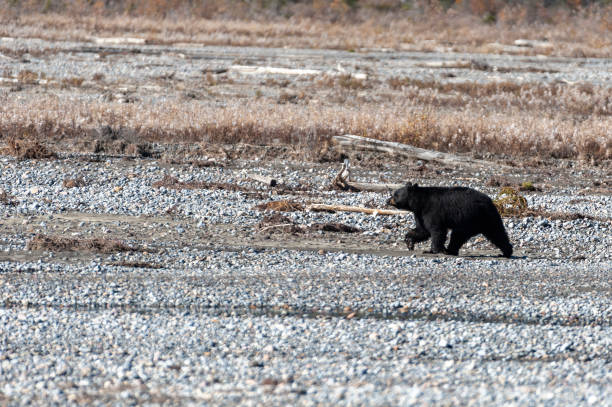 istock wildlife black bear icefields parkway, rocky mountains 1433605594