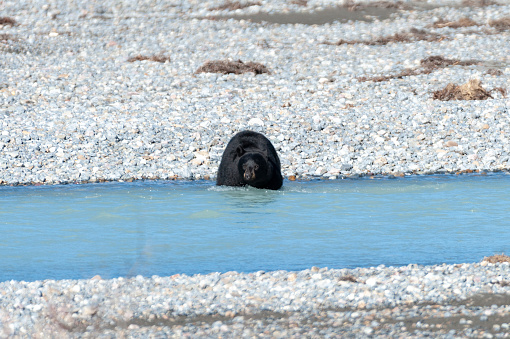 zwarte beer loopt langs een rivier in de rocky mountains, icefield parkway, jasper nationaal park, banf nationaal park, canada
