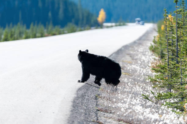 istock wildlife black bear icefields parkway, rocky mountains 1433605960