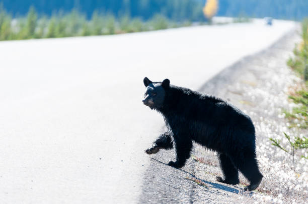 istock wildlife black bear icefields parkway, rocky mountains 1433606114
