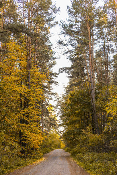istock Forest road with trees in autumn at sunrise or sunset 1433606222