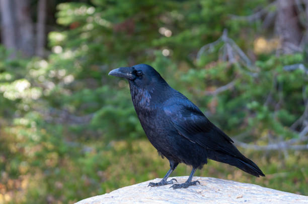 istock raven is sitting and looking around 1433606263