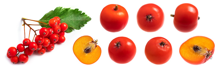 Collection of red ripe berries of rowan. half rowan. with green rowan leaves isolated on white background.