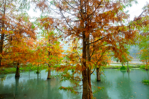 Autumn is here and the larch leaves in the lake are turning red