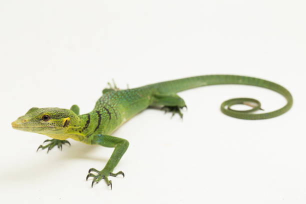 istock The emerald green tree monitor lizard Varanus prasinus on white background 1433608077