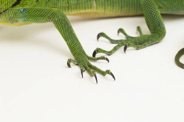 istock The emerald green tree monitor lizard Varanus prasinus on white background 1433608083
