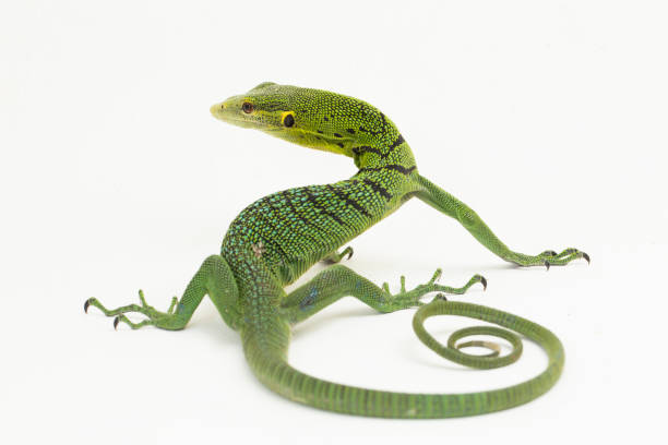 istock The emerald green tree monitor lizard Varanus prasinus on white background 1433608344
