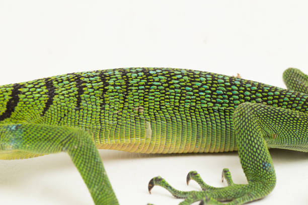 istock The emerald green tree monitor lizard Varanus prasinus on white background 1433608471