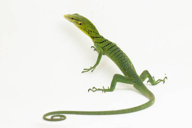 istock The emerald green tree monitor lizard Varanus prasinus on white background 1433608472