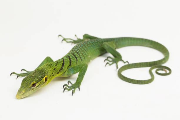 istock The emerald green tree monitor lizard Varanus prasinus on white background 1433608478