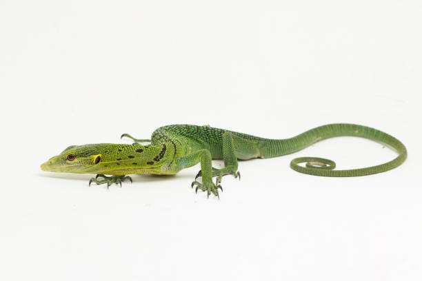 istock The emerald green tree monitor lizard Varanus prasinus on white background 1433608750