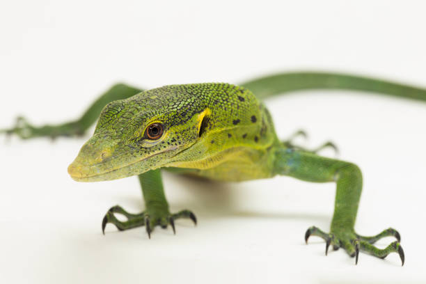 istock The emerald green tree monitor lizard Varanus prasinus on white background 1433608841