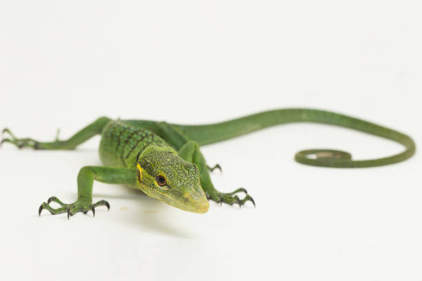istock The emerald green tree monitor lizard Varanus prasinus on white background 1433608847