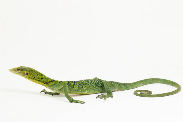 istock The emerald green tree monitor lizard Varanus prasinus on white background 1433608926