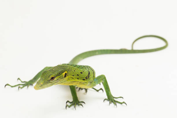 istock The emerald green tree monitor lizard Varanus prasinus on white background 1433609033