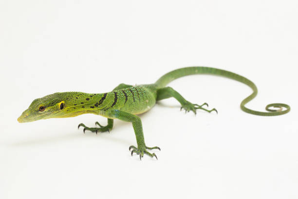 istock The emerald green tree monitor lizard Varanus prasinus on white background 1433609055
