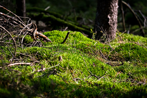 Mossy forest in sunshine. The light shines through the leaves on the forest floor.