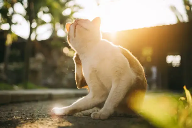 Photo of Itchy cat try to scratching its skin. Concept for pet skin's health problem from flea parasite