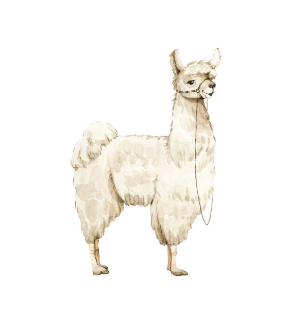 1,200+ Llama Painting Stock Illustrations, Royalty-Free Vector Graphics ...