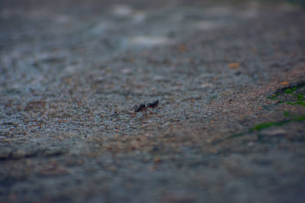 istock Two small black ant close-up macro shot on the mossy floor. 1433611573