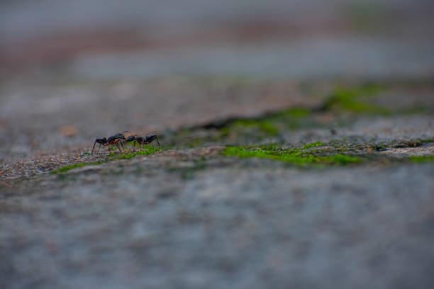 istock Two small black ant close-up macro shot on the mossy floor. 1433611582